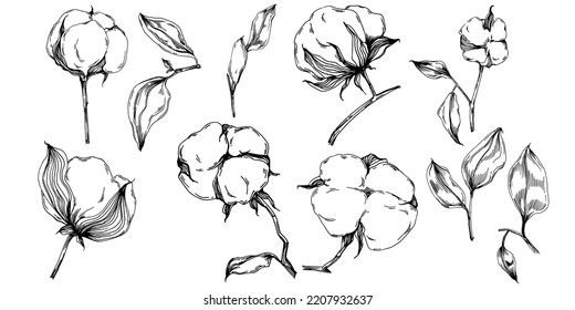 Vector cotton summer. Isolated botanical flower, leaves. Black and white engraved sketch ink art. Leaf plant botanical garden floral foliage. Wildflower drawing leaf illustration element.