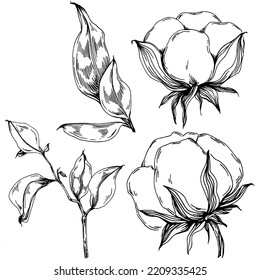Vector cotton summer. Isolated botanical flower, leaves. Black and white engraved sketch ink art. Leaf plant botanical garden floral foliage. Wildflower drawing leaf illustration element.