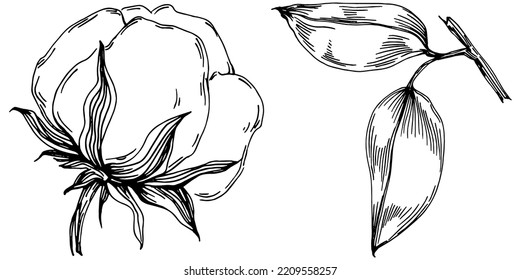 Vector cotton summer. Isolated botanical flower, leaves. Black and white engraved sketch ink art. Leaf plant botanical garden floral foliage. Wildflower drawing leaf illustration element.