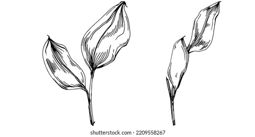 Baumwollsommer. Isolierte botanische Blume, Blätter. Schwarz-Weiß-Skizze-Tintenkunst. Blätterpflanzenpflanze im botanischen Garten Blumenblätter. Blumenzeichnung Blatt Illustration Element.