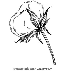 Verano de algodón vectorial. Flor botánica aislada, hojas. Dibujo de tinta con grabado en blanco y negro. Planta de hojas de follaje floral de jardín botánico. Elemento de ilustración de dibujo de flores silvestres.