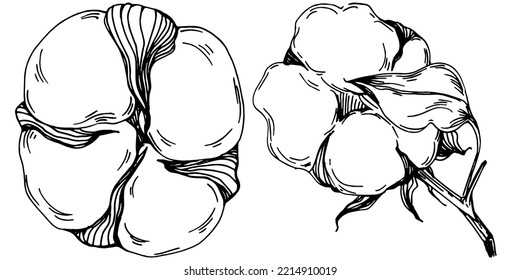 Vector cotton summer. Isolated botanical flower, leaves. Black and white engraved sketch ink art. Leaf plant botanical garden floral foliage. Wildflower drawing leaf illustration element.