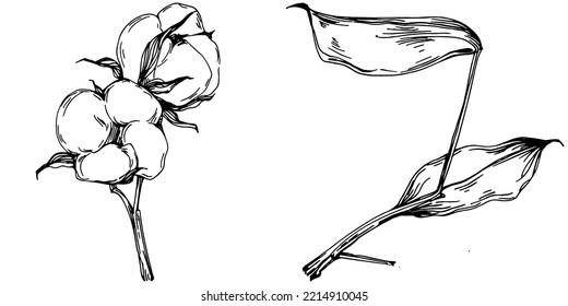 Baumwollsommer. Isolierte botanische Blume, Blätter. Schwarz-Weiß-Skizze-Tintenkunst. Blätterpflanzenpflanze im botanischen Garten Blumenblätter. Blumenzeichnung Blatt Illustration Element.