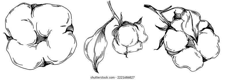 Vector cotton summer. Isolated botanical flower, leaves. Black and white engraved sketch ink art. Leaf plant botanical garden floral foliage. Wildflower drawing leaf illustration element.