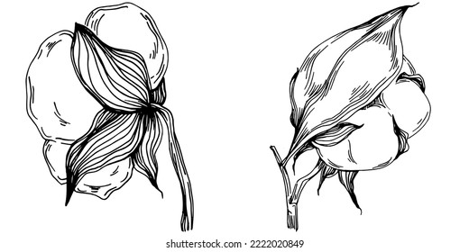 Vector cotton summer. Isolated botanical flower, leaves. Black and white engraved sketch ink art. Leaf plant botanical garden floral foliage. Wildflower drawing leaf illustration element.