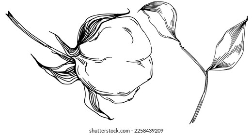 Vector cotton summer. Isolated botanical flower, leaves. Black and white engraved sketch ink art. Leaf plant botanical garden floral foliage. Wildflower drawing leaf illustration element.