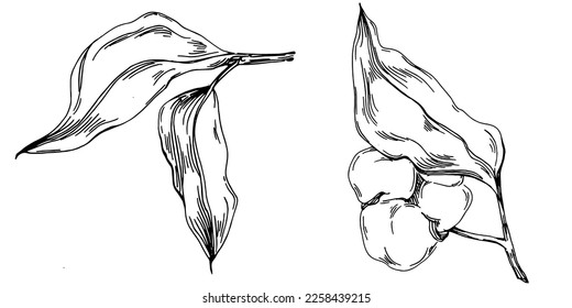 Verano de algodón vectorial. Flor botánica aislada, hojas. Dibujo de tinta con grabado en blanco y negro. Planta de hojas de follaje floral de jardín botánico. Elemento de ilustración de dibujo de flores silvestres.