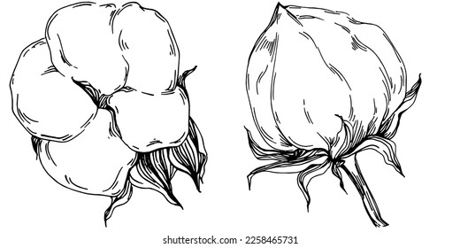 Vector cotton summer. Isolated botanical flower, leaves. Black and white engraved sketch ink art. Leaf plant botanical garden floral foliage. Wildflower drawing leaf illustration element.