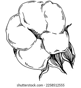Vector cotton summer. Isolated botanical flower, leaves. Black and white engraved sketch ink art. Leaf plant botanical garden floral foliage. Wildflower drawing leaf illustration element.