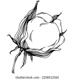 Vector cotton summer. Isolated botanical flower, leaves. Black and white engraved sketch ink art. Leaf plant botanical garden floral foliage. Wildflower drawing leaf illustration element.