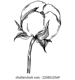 Vector cotton summer. Isolated botanical flower, leaves. Black and white engraved sketch ink art. Leaf plant botanical garden floral foliage. Wildflower drawing leaf illustration element.