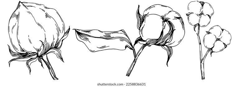 Vector cotton summer. Isolated botanical flower, leaves. Black and white engraved sketch ink art. Leaf plant botanical garden floral foliage. Wildflower drawing leaf illustration element.