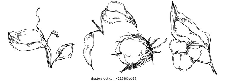 Vector cotton summer. Isolated botanical flower, leaves. Black and white engraved sketch ink art. Leaf plant botanical garden floral foliage. Wildflower drawing leaf illustration element.