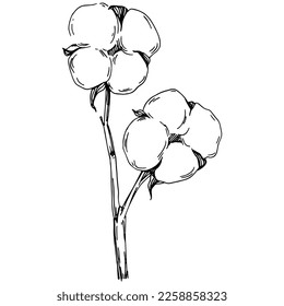 Vector cotton summer. Isolated botanical flower, leaves. Black and white engraved sketch ink art. Leaf plant botanical garden floral foliage. Wildflower drawing leaf illustration element.