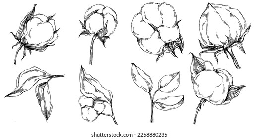 Vector cotton summer. Isolated botanical flower, leaves. Black and white engraved sketch ink art. Leaf plant botanical garden floral foliage. Wildflower drawing leaf illustration element.
