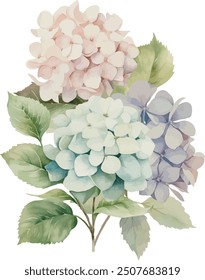 Vector, country hydrangea, Bouquet, festive flowers, Watercolor illustration, Greeting cards, invitation, party, baby shower, birthday, event, holiday, wedding card, printable.