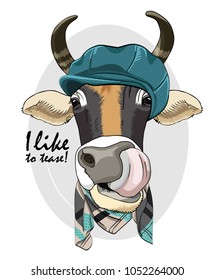 Vector cow with blue cap and scarf. Hand drawn illustration of dressed cow.