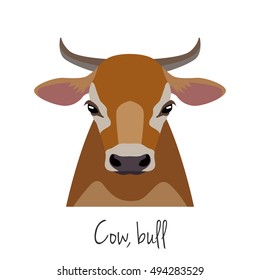 Vector cow, bull head. Animals of a farm.  flat cartoon style  brown calf  face isolated, poster, banner, print, advertisement, web design element. Domestic animals. livestock.
