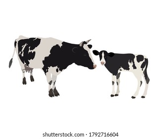 Vecina con ternera de estilo realista sobre un fondo blanco. Vaca blanca y negra.