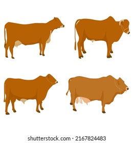 vector cow illustration set for posters, children's education, flash cards and animal icons.