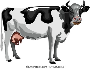 Vector of a cow on white background