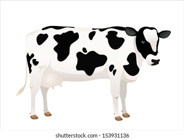 Vector cow on white background