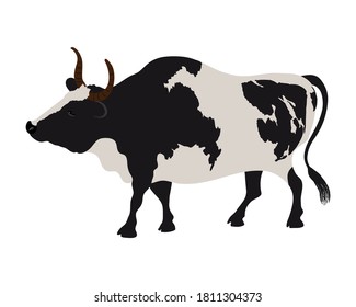 Vector cow in realistic style on a white background. Black and white cow.