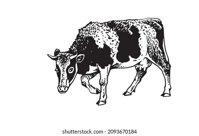 Vector cow walking ,isolated on white illustration,farm animal