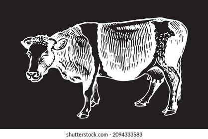 Vector cow walking ,isolated on black illustration,farm animal