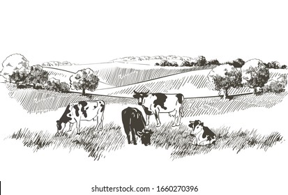 Vector cows on the field. Meadow, alkali, lye, grass, hills landscape. Flock of calves, farm animals with countryside pastures panorama. sketch illustration