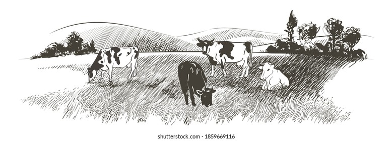 Vector cows on the field. Meadow, alkali, lye, grass, hills landscape. Flock of calves, farm animals with countryside pastures panorama. sketch illustration