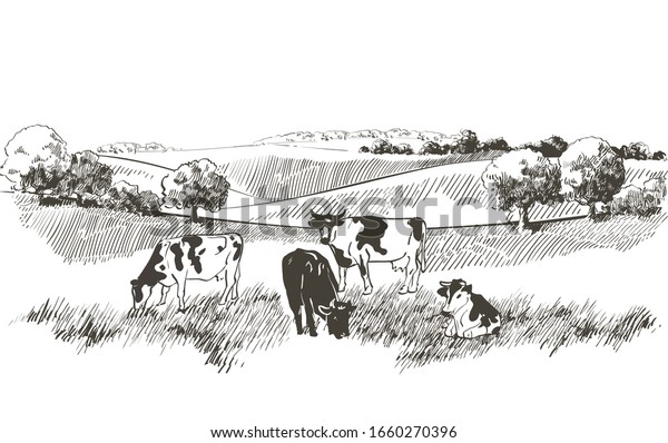Vector cows on the field. Meadow,\
alkali, lye, grass, hills landscape. Flock of calves, farm animals\
with countryside pastures panorama. sketch\
illustration