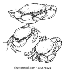 Vector crab drawing on a white background. Hand drawn monochrome seafood illustration. Great for menu, poster or label.