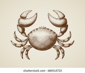 Vector crab painted in engraving style.
