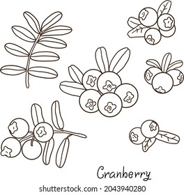 Berry de arándano vectorial con hojas