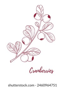 Vector cranberry plant with cranberries berries line art illustration, graphic line cranberry plant combination. Berries on the branches. Great for any designs, textile, art, walls, package