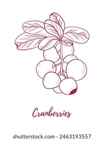 Vector cranberry plant with cranberries berries line art illustration, graphic line cranberry plant combination. Berries on the branches. Great for any designs, textile, art, walls, package