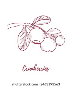 Vektorgrafik Cranberry Plant mit Cranberries Beeren Line Art Illustration, Grafik Line Cranberry Pflanzenkombination. Beeren auf den Ästen. Ideal für alle Designs, Textilien, Kunst, Wände, Paket