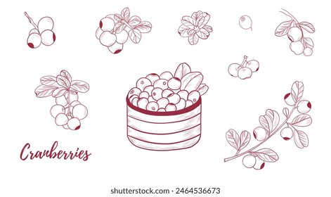 Vektorgrafik Cranberry Plant mit Cranberries Beeren Line Art Illustration, Grafik Line Cranberry Pflanzenkombination. Beeren auf den Ästen. Ideal für alle Designs, Textilien, Kunst, Wände, Paket