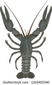 vector crayfish isolated illustration