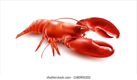  Vector Crayfish.3d Vector Illustration On White Background.