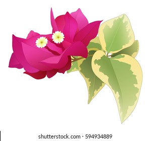 Vector crimson bougainvillea branch with colorful leaves isolated on white background