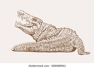 Vector crocodile, graphical sepia illustration