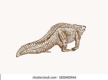 Vector crocodile, graphical sepia illustration