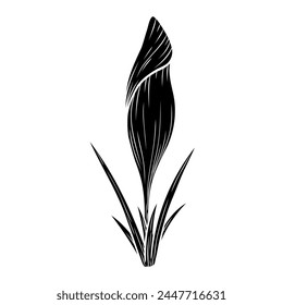 Vector crocus flower silhouette illustration, saffron floral silhouette drawing. Wildflower sketch. Hand drawn botanical outline art. Isolated design element for background, pattern, logo.