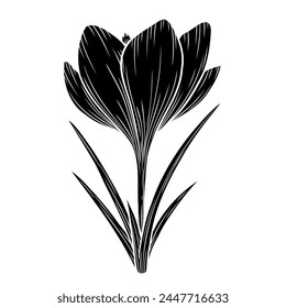 Vector crocus flower silhouette illustration, saffron floral silhouette drawing. Wildflower sketch. Hand drawn botanical outline art. Isolated design element for background, pattern, logo.