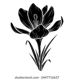 Vector crocus flower silhouette illustration, saffron floral silhouette drawing. Wildflower sketch. Hand drawn botanical outline art. Isolated design element for background, pattern, logo.