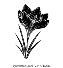 Vector crocus flower silhouette illustration, saffron floral silhouette drawing. Wildflower sketch. Hand drawn botanical outline art. Isolated design element for background, pattern, logo.