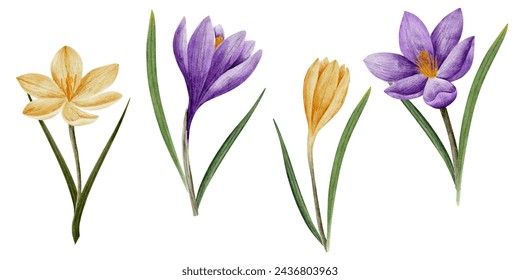 vector crocus flowers in violet and yellow color, drawn in watercolor, isolated on white. Hand drawn botanical illustration. Elements for cards, logos, prints, wedding design.