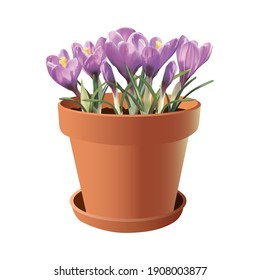 Vector crocuses in a clay pot. Lilac spring flowers.Vector illustration for the design of cards, posters, posters, flyers, garden magazines, etc.